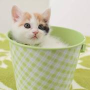 远方的鹿的个人资料头像