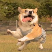 RJcq的个人资料头像