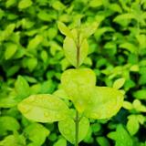 悟玄冥头像