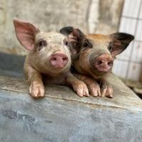 用户5498294770700头像