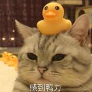 木木木木木木木的个人资料头像