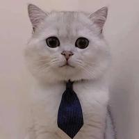 家有猪猪745头像