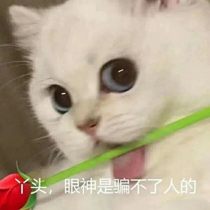 猫猫不说话3头像