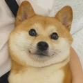 空渡a头像