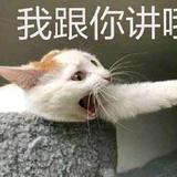 老鼠猫猫头像