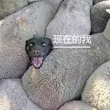 有钱老板头像