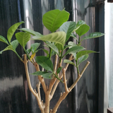 像雨像雾又像风就是我头像