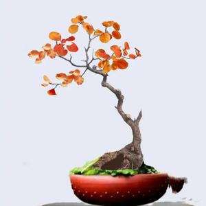 黄芦之家头像