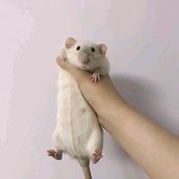 双zsx头像