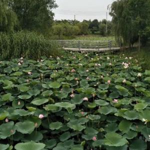 鱼米之乡广场舞头像