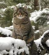 大哥我刹不住快跑头像