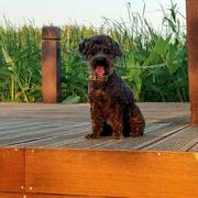 大楚兴548的个人资料头像