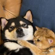 梨夏的个人资料头像