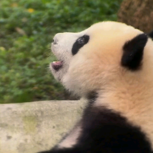 分享美食与风景头像