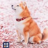 沉着星辰123头像