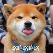 路过万物的个人资料头像