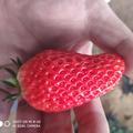 我家种的草莓很好吃头像