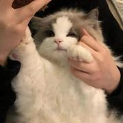 糖醋小饼干的个人资料头像