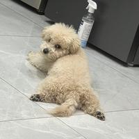 善良小猫MFc头像