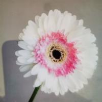 随性自由的辰星uD6头像