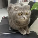 用户4263323529413头像