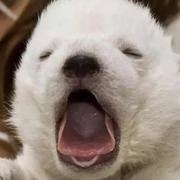 远处青山的个人资料头像