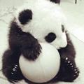 小熊猫爱学习头像