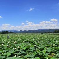 苏州好车专营头像