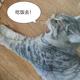 爱做饭的HAPPYWEI · 豹5车主·车龄1年头像