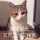 不入流设计师 · 影豹车主·车龄2年头像