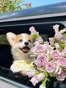 Kedaya的个人资料头像