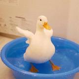 arcticrabbit头像