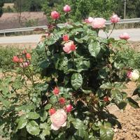 眼里只有你739头像