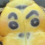 青蛙上校头像