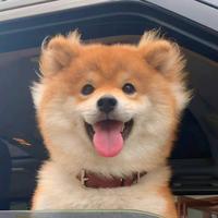 爆爆熊的ss60头像