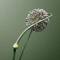 LIN6071976156953头像