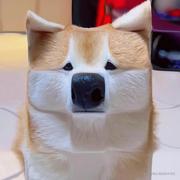 省港澳第一深情的个人资料头像
