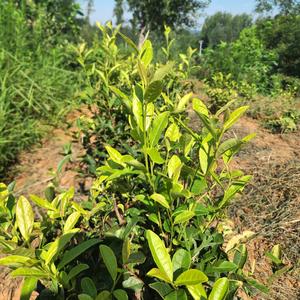 信阳馥郁贡茗茶头像