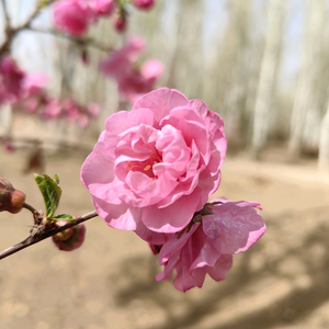 一念花开一念花落XPG头像