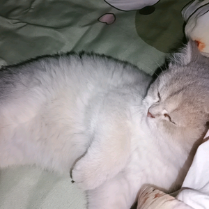 豆豆是只猫头像