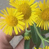 上进的芒果0x8头像