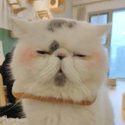 烟雨入墨的个人资料头像