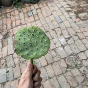 HUI本尊16888的个人资料头像
