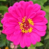 花蕊开放时头像