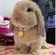 凹麻辣小龙虾凹的个人资料头像