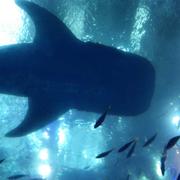 北方的雅典的个人资料头像