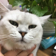 俏江东的个人资料头像