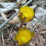 冰凌花59180头像