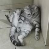 倒挂包谷猪头像