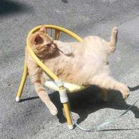 值夜养娱头像